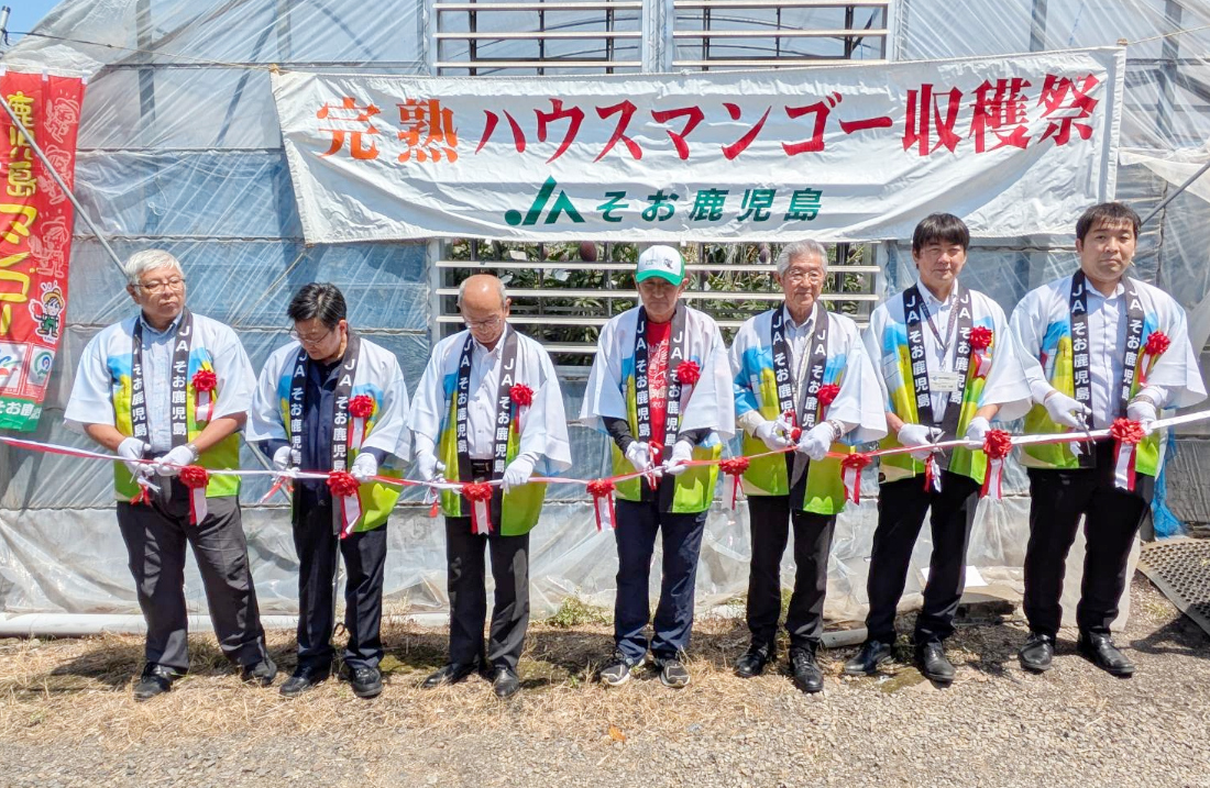 JAそお鹿児島「かごしまマンゴー」収穫祭が開催されました